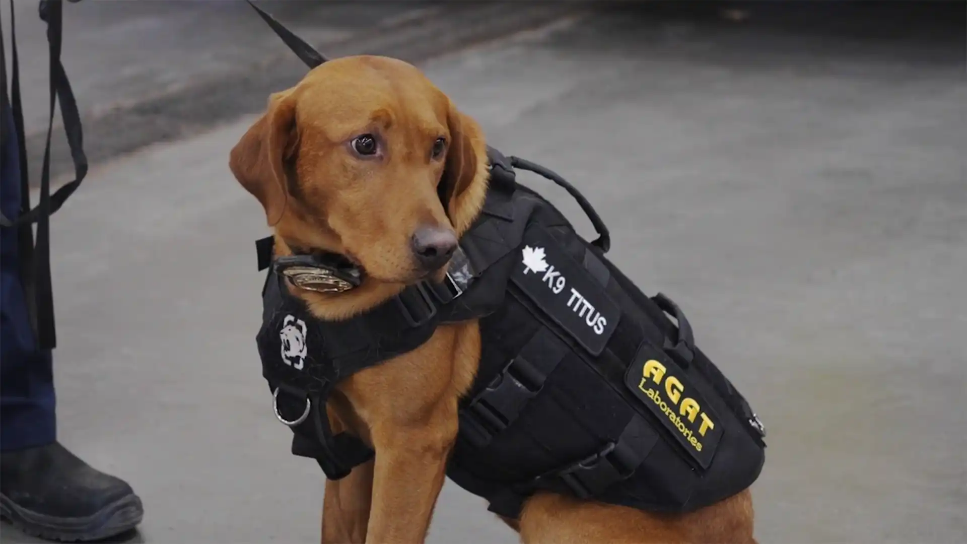 K9 Titus wearing AGAT Laboratories vest during Calgary Fire Department partnership event